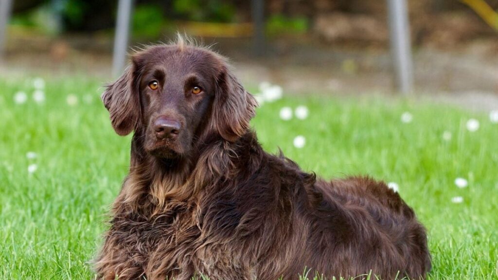 Cachorro no centro da disputa do ex-casal (Foto: Pixabay) Cachorro no centro da disputa do ex-casal (Foto: Pixabay)