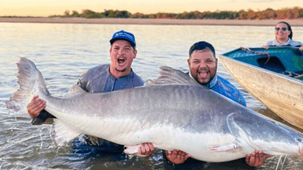 Pescador captura piraíba de mais de 2 metros no Rio Araguaia