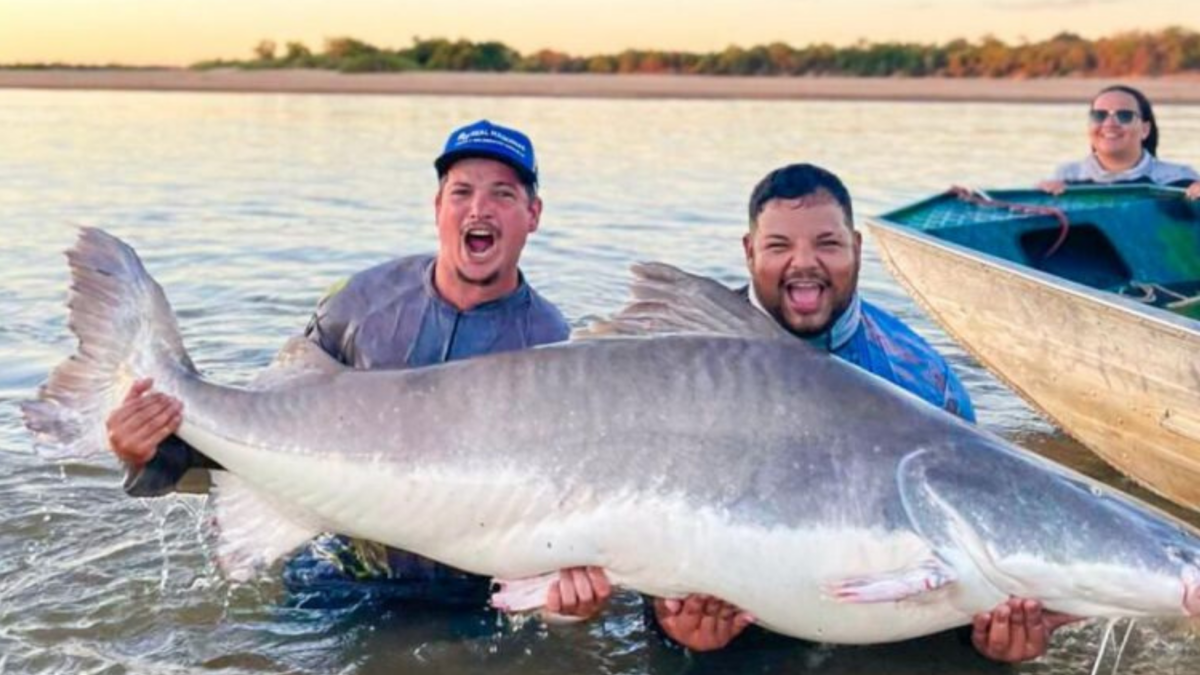 Pescador captura piraíba de mais de 2 metros no Rio Araguaia